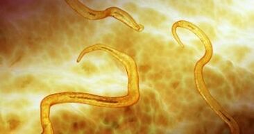 pinworm parazity v ľudskom tele