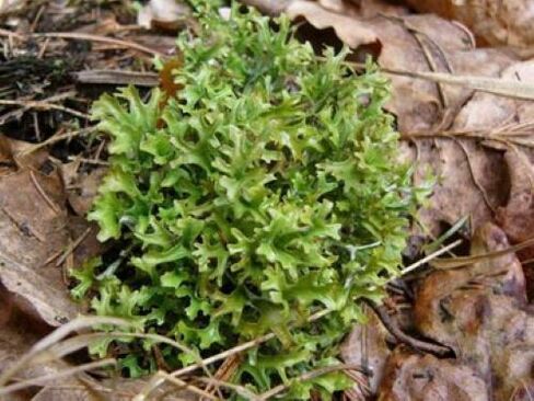 cetraria z parazitov v tele