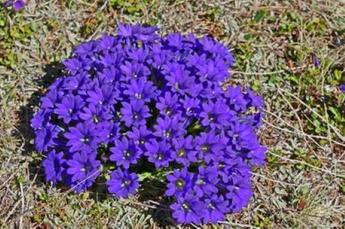 koreň horúčky z parazitov v tele