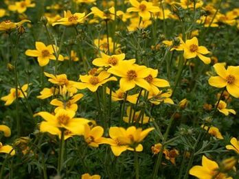 rad parazitov v tele