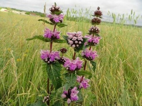 železnorudná rastlina z parazitov v tele