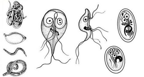Najjednoduchšie parazity v ľudskom tele
