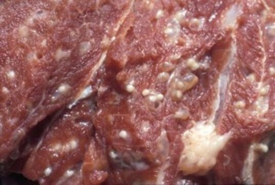 Mäso kontaminované trichinelami – nebezpečnými parazitmi